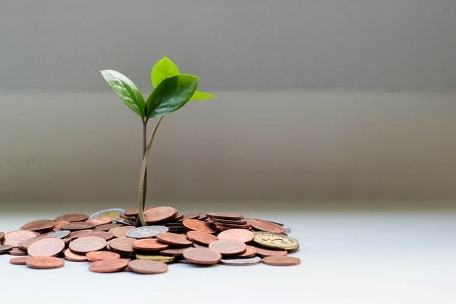 a small plant growing out of pennies. money tree.